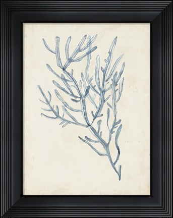 Framed Seaweed Specimens III Print