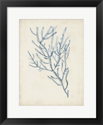 Framed Seaweed Specimens III Print