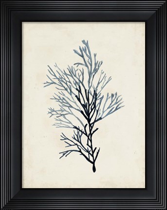 Framed Seaweed Specimens IV Print