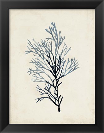 Framed Seaweed Specimens IV Print