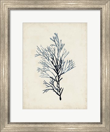 Framed Seaweed Specimens IV Print