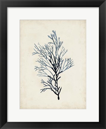 Framed Seaweed Specimens IV Print