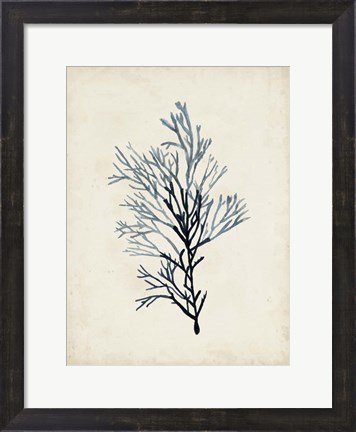 Framed Seaweed Specimens IV Print