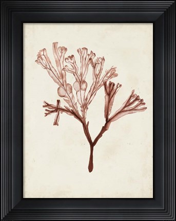 Framed Seaweed Specimens V Print