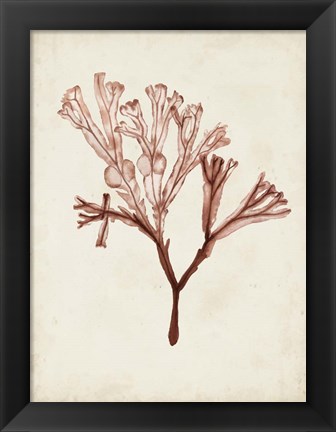 Framed Seaweed Specimens V Print