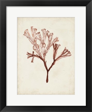 Framed Seaweed Specimens V Print