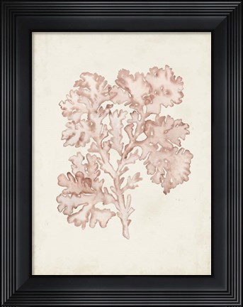 Framed Seaweed Specimens VI Print