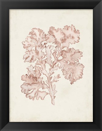 Framed Seaweed Specimens VI Print
