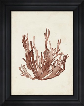 Framed Seaweed Specimens VII Print