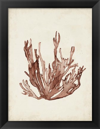 Framed Seaweed Specimens VII Print