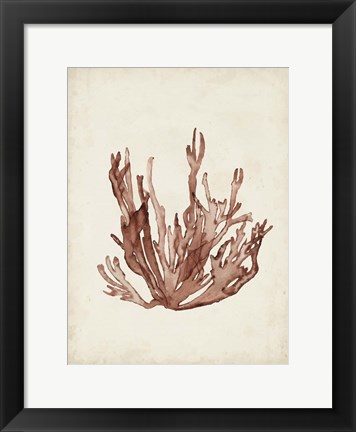 Framed Seaweed Specimens VII Print