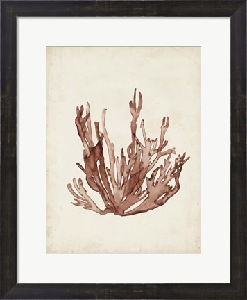 Framed Seaweed Specimens VII Print