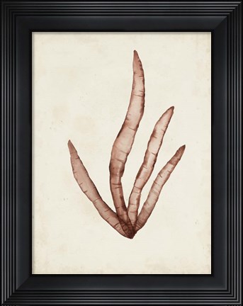 Framed Seaweed Specimens VIII Print
