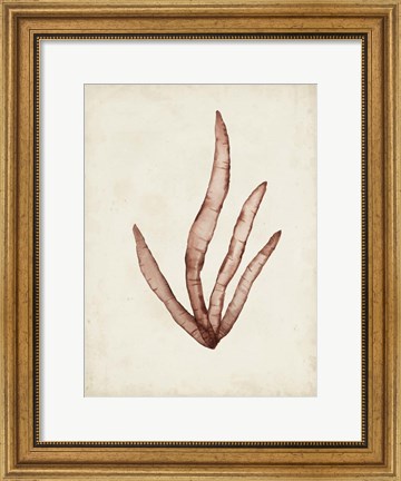 Framed Seaweed Specimens VIII Print