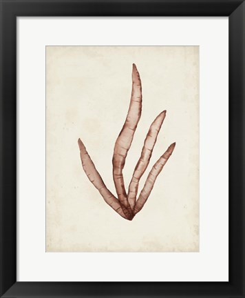 Framed Seaweed Specimens VIII Print