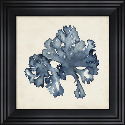 Framed Seaweed Specimens IX Print