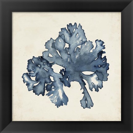 Framed Seaweed Specimens IX Print