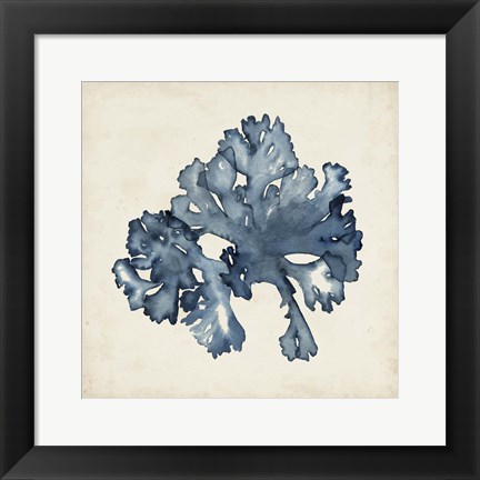 Framed Seaweed Specimens IX Print