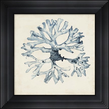 Framed Seaweed Specimens X Print
