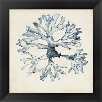 Framed Seaweed Specimens X Print