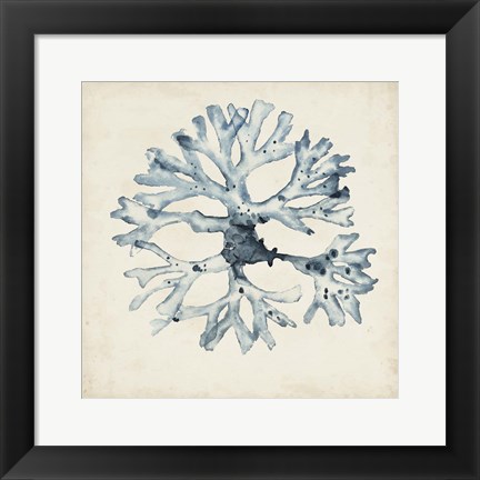 Framed Seaweed Specimens X Print