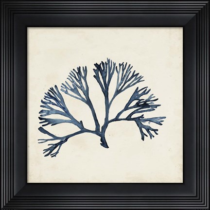 Framed Seaweed Specimens XI Print