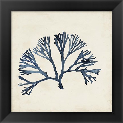 Framed Seaweed Specimens XI Print