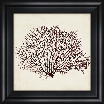 Framed Seaweed Specimens XII Print