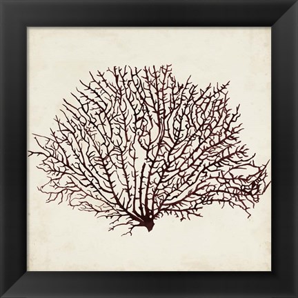 Framed Seaweed Specimens XII Print