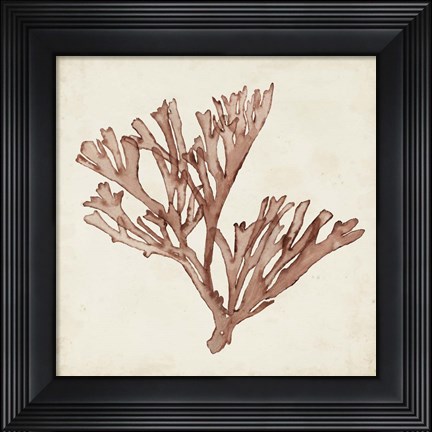 Framed Seaweed Specimens XIII Print