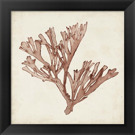 Framed Seaweed Specimens XIII Print