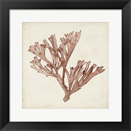 Framed Seaweed Specimens XIII Print