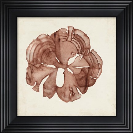 Framed Seaweed Specimens XIV Print