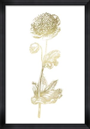 Framed Gold Foil Singular Beauty I Print
