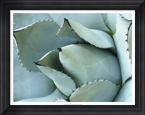 Framed Agave Detail I Print