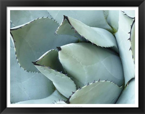 Framed Agave Detail I Print