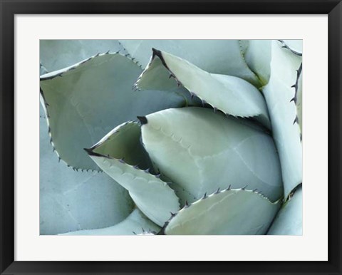 Framed Agave Detail I Print