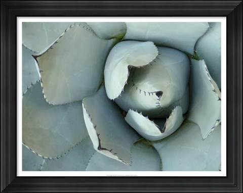 Framed Agave Detail II Print