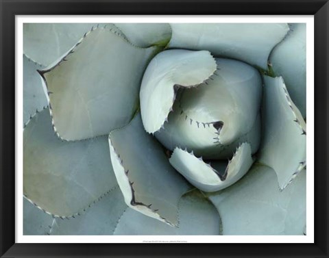 Framed Agave Detail II Print
