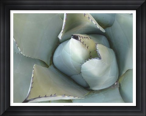Framed Agave Detail III Print