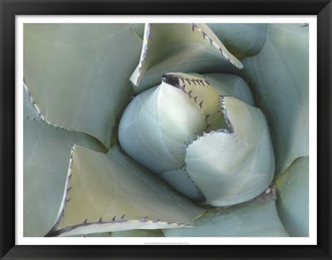 Framed Agave Detail III Print