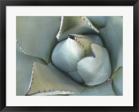 Framed Agave Detail III Print