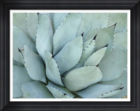 Framed Agave Detail IV Print