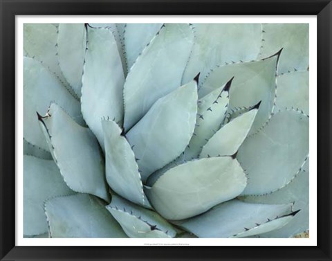 Framed Agave Detail IV Print