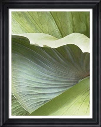 Framed Banana Leaf I Print