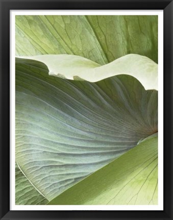 Framed Banana Leaf I Print