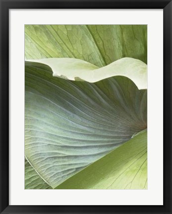 Framed Banana Leaf I Print