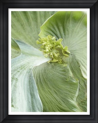 Framed Banana Leaf II Print