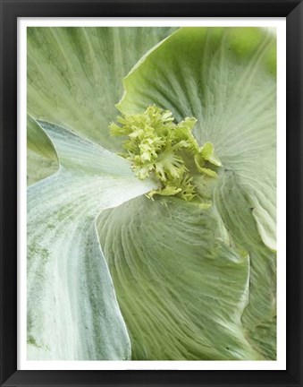 Framed Banana Leaf II Print
