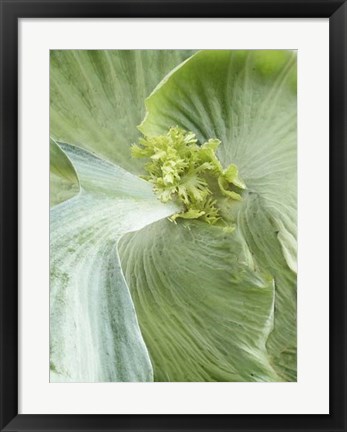 Framed Banana Leaf II Print